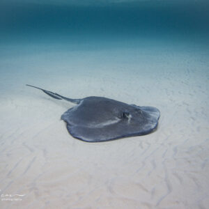 Stingray City Reef Snorkelling Starfish Point